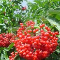 Sambucus tigrani fruit